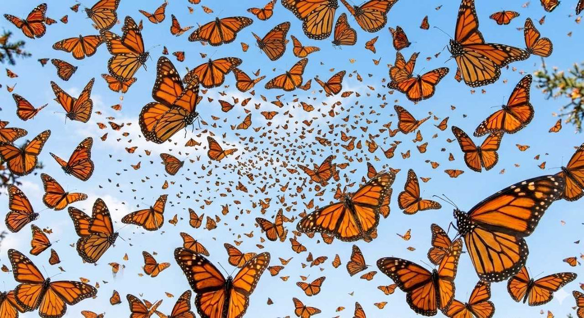 Monarch Butterflies Close Up
