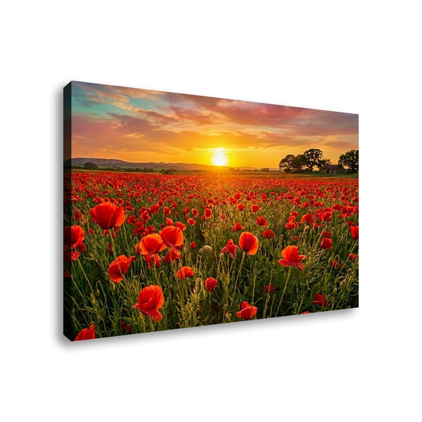Golden Hour Poppy Field Canvas Wall Art – Fields of Fire | 5-Panel Level Nature Landscape Print