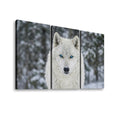 Three-panel canvas wall art showing a close-up portrait of a white wolf with bright blue eyes in a snowy outdoor setting, displayed against a light gray background.