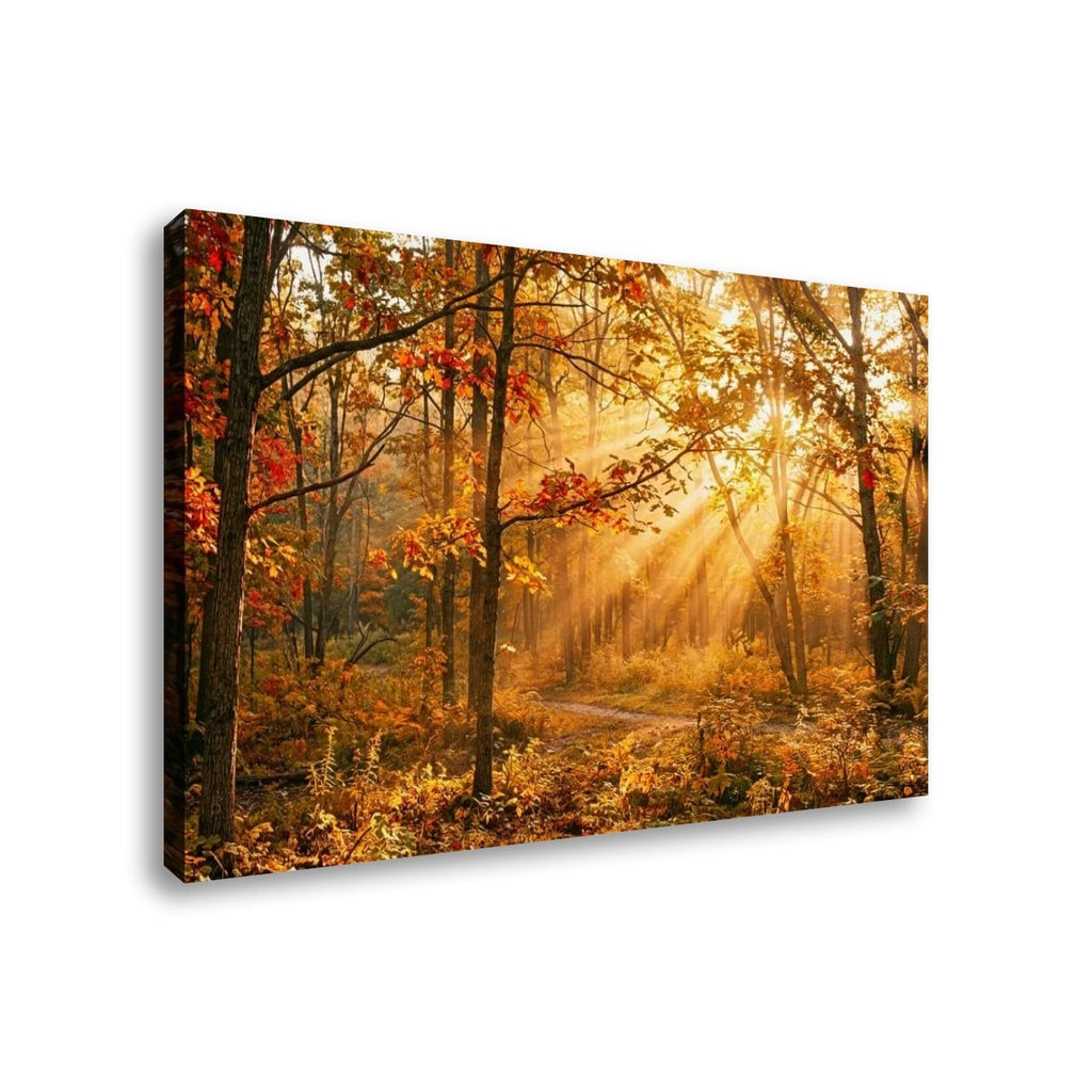 Autumn Forest Fall Sun Rays Canvas Panel Wall Art Living Bed Room Print