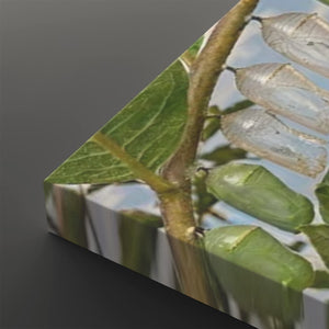 A close-up angled view of a printed panel or canvas showing green caterpillar pupae hanging from a branch with leaves against a pale sky background, set against a dark gray studio backdrop.