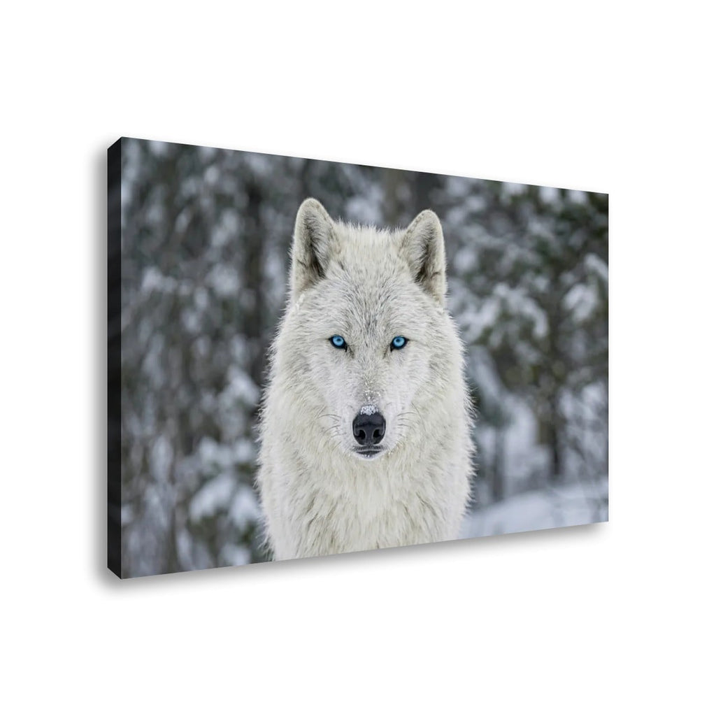 A rectangular wall art canvas showing a close-up photograph of a white wolf with bright blue eyes in a snowy outdoor setting, photographed against a light gray background.