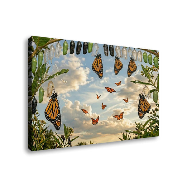 A rectangular canvas wall art print showing monarch butterflies flying and hanging around green chrysalises against a cloudy sky, photographed on a plain white background.